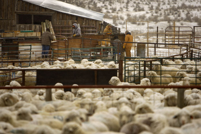 Sheep Rancher